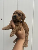 Toy poodle , a male Poodle - Toy  for sale in Tampa, FL – 2 of 3