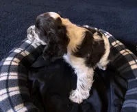 Female, a female Cocker Spaniel for sale in Carmichael, CA – Photo 2 of 2