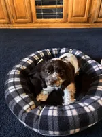 Female, a female Cocker Spaniel for sale in Carmichael, CA – Photo 1 of 2