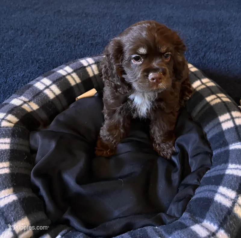 Female, a female Cocker Spaniel for sale in Carmichael, CA – Photo 1 of 2