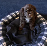 Female, a female Cocker Spaniel for sale in Carmichael, CA – Photo 1 of 2