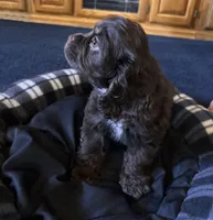 Female, a female Cocker Spaniel for sale in Carmichael, CA – Photo 2 of 2