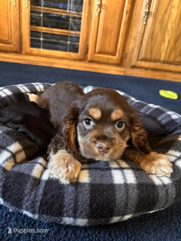 Female – Cocker Spaniel puppy for sale in Carmichael, CA