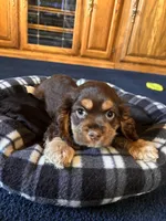 Female, a female Cocker Spaniel for sale in Carmichael, CA – Photo 1 of 2