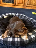 Female, a female Cocker Spaniel for sale in Carmichael, CA – Photo 2 of 2