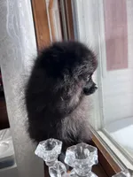 processed/d186a66a-5036-4a43-881a-e47995a7d326/listing/49434700-073e-42af-a413-b028143729c3/01111a33-8407-4975-92a1-b727a7739e28