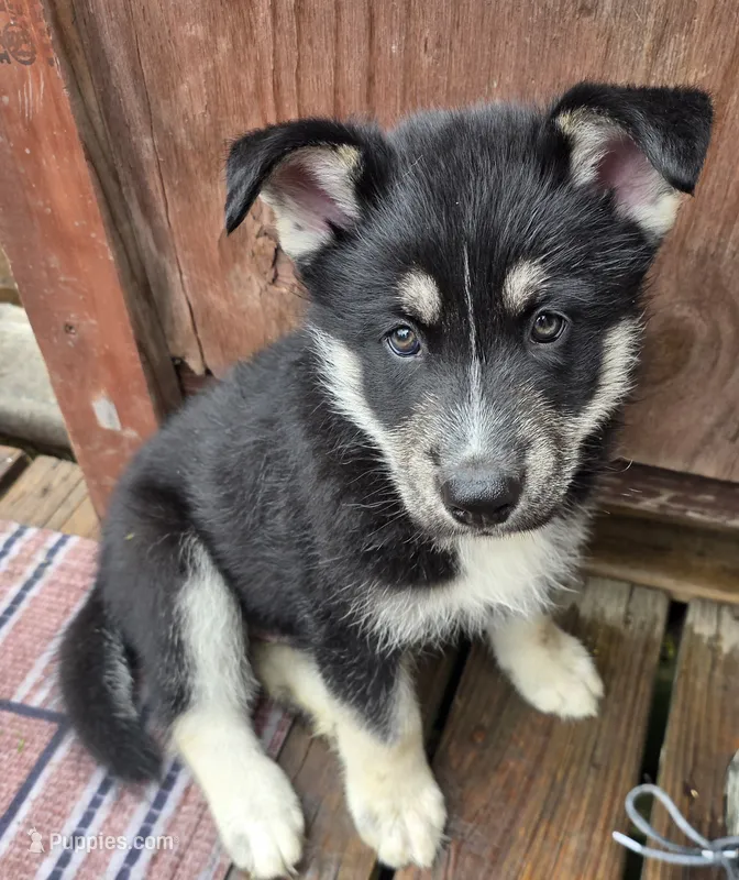 Thor  – German Shepherd Dog, Siberian Husky puppy for sale in Lake Park, MN