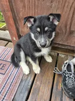 Thor , a male German Shepherd Dog and Siberian Husky for sale in Lake Park, MN – 5 of 5