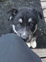 Thor , a male German Shepherd Dog and Siberian Husky for sale in Lake Park, MN – 2 of 5