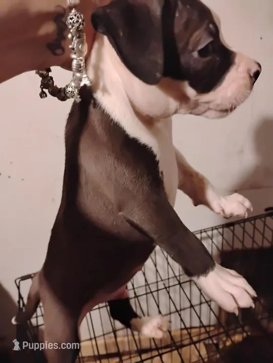 Male 2 – American Pit Bull Terrier puppy for sale in Conroe, TX
