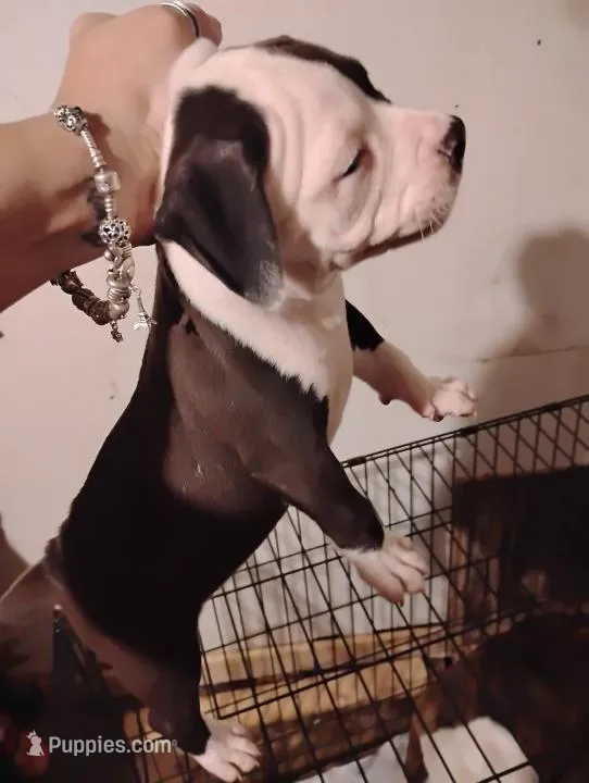 Male 1 – American Pit Bull Terrier puppy for sale in Conroe, TX