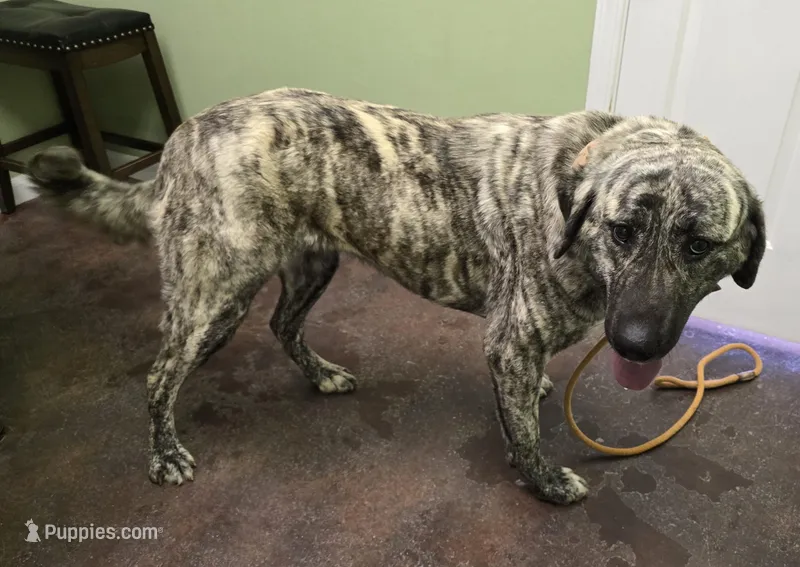 Artemis , a female Anatolian Shepherd Dog for sale in Pryor, OK – Photo 1 of 4