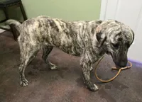 Artemis , a female Anatolian Shepherd Dog for sale in Pryor, OK – Photo 2 of 4