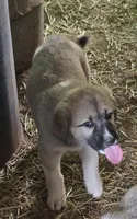 Fawn female , a female Anatolian Shepherd Dog for sale in Pryor, OK – Photo 2 of 4