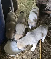 Fawn female , a female Anatolian Shepherd Dog for sale in Pryor, OK – Photo 4 of 4