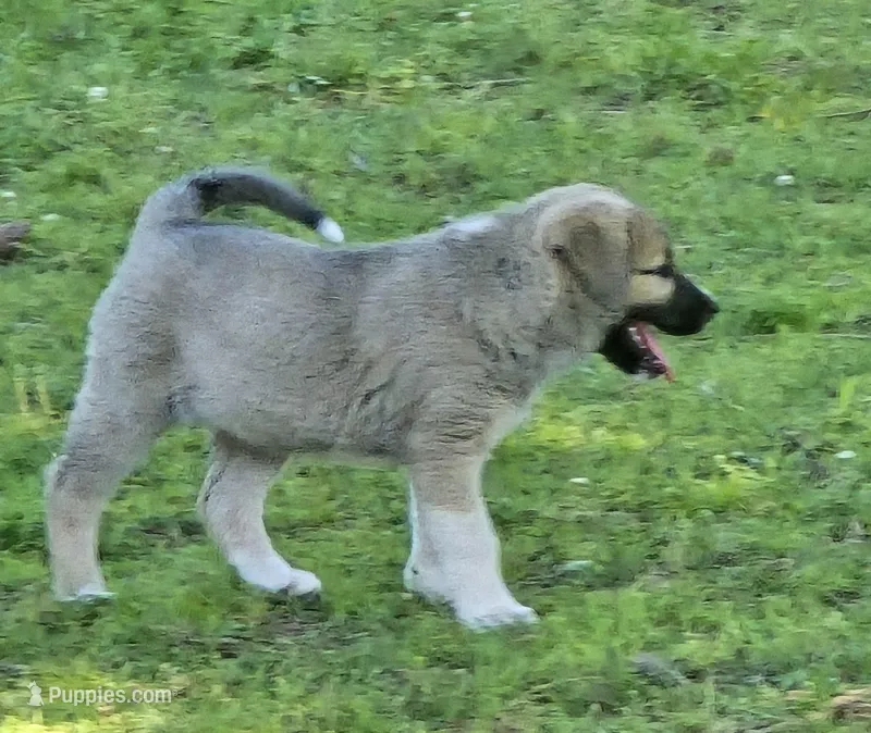 Fawn female  – Anatolian Shepherd Dog puppy on hold in Pryor, OK