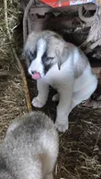 Pinto male, a male Anatolian Shepherd Dog for sale in Pryor, OK – Photo 3 of 3