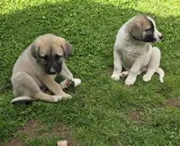 Pinto male, a male Anatolian Shepherd Dog for sale in Pryor, OK – Photo 2 of 3