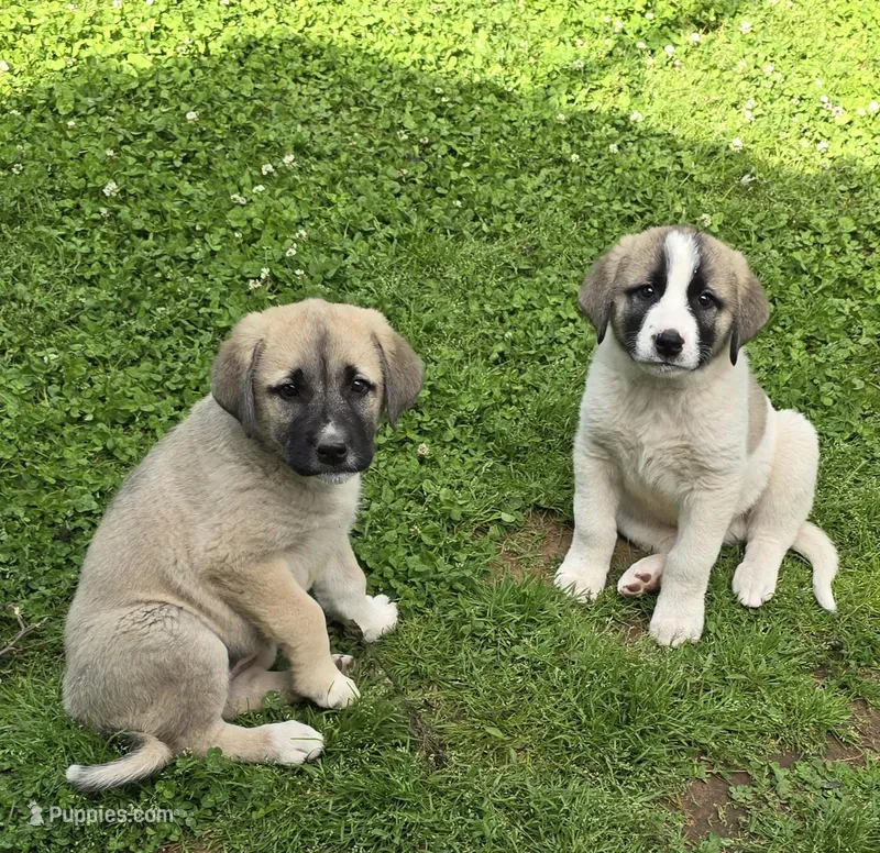 Pinto male, a male Anatolian Shepherd Dog for sale in Pryor, OK – Photo 1 of 3
