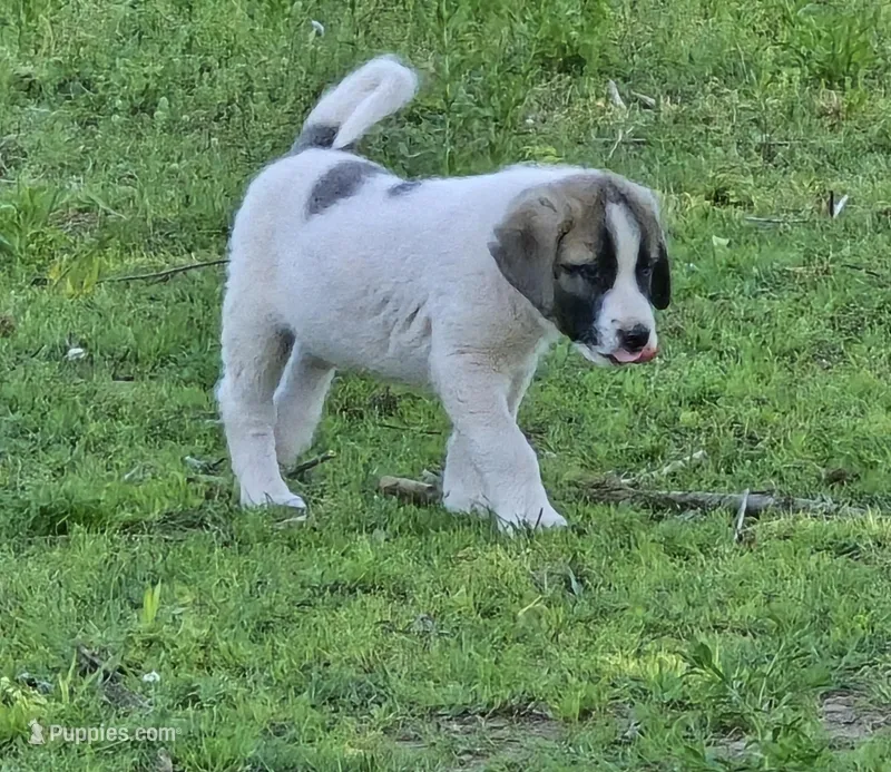 Pinto male – Anatolian Shepherd Dog puppy on hold in Pryor, OK