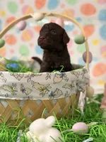 Hershey, a male Poodle - Miniature  for sale in Orlando, FL – Photo 3 of 6