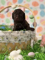 Hershey, a male Poodle - Miniature  for sale in Orlando, FL – Photo 4 of 6