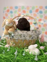 Hershey, a male Poodle - Miniature  for sale in Orlando, FL – Photo 5 of 6