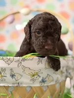 Hershey, a male Poodle - Miniature  for sale in Orlando, FL – Photo 2 of 6