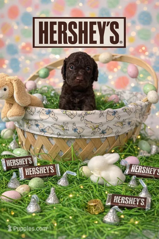 Hershey – Poodle - Miniature  puppy for sale in Orlando, FL