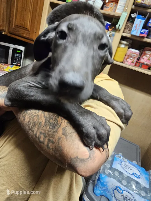 Steve – Great Dane puppy for sale in Houston, TX