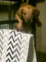 Brownnie, a male Great Dane for sale in Houston, TX – 2 of 5