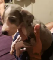 Tony, a male Great Dane for sale in Houston, TX – 3 of 4