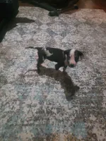 Oreo, a female Great Dane for sale in Houston, TX – 1 of 1