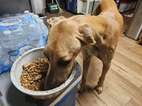 Velma, a female Great Dane for sale in Houston, TX – 6 of 7