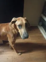 Velma, a female Great Dane for sale in Houston, TX – 3 of 7