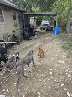 Brownnie, a male Great Dane for sale in Houston, TX – 9 of 9