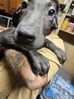 Steve, a male Great Dane for sale in Houston, TX – 3 of 3