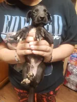 Stallion, a male Great Dane for sale in Houston, TX – 2 of 3