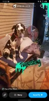 Oreo, a female Great Dane for sale in Houston, TX – 4 of 4