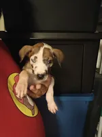 Beaty, a female Great Dane for sale in Houston, TX – 4 of 4