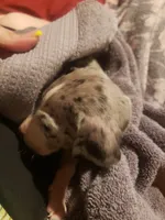 Tiny, a female Great Dane for sale in Houston, TX – 4 of 6