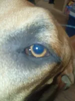 Velma, a female Great Dane for sale in Houston, TX – 2 of 7