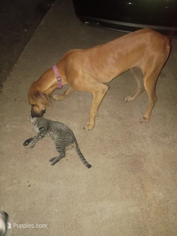 Velma – Great Dane puppy for sale in Houston, TX