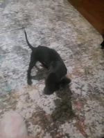 Stallion, a male Great Dane for sale in Houston, TX – 3 of 3
