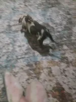 Beaty, a female Great Dane for sale in Houston, TX – 1 of 3