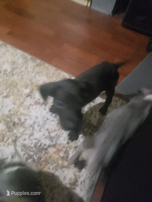 Luna – Great Dane puppy for sale in Houston, TX