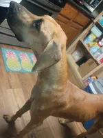 Velma, a female Great Dane for sale in Houston, TX – 4 of 7