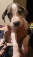 Tony, a male Great Dane for sale in Houston, TX – 4 of 4