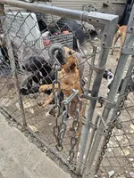 Brownnie, a male Great Dane for sale in Houston, TX – 8 of 9