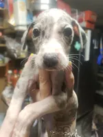 Tiny, a female Great Dane for sale in Houston, TX – 2 of 6